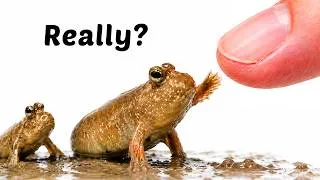 Thumbnail: Raising a Family of Mudskippers (200 Day Journey)