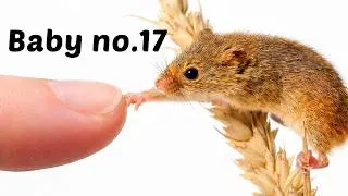 Thumbnail: I Raised a Family of Tiny Mice (In 80 Days)
