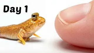 Thumbnail: The Process of Making Friends With a Walking Fish