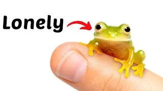 Thumbnail: Finding a Girlfriend For My Tiny Glass Frog