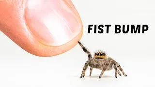 Thumbnail: The Journey of Making Friends With a Tiny Spider
