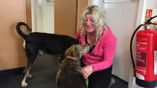 Thumbnail: THE REUNION OF MARIA & MURPHY IN SCOTLAND - 2 street dogs I rescued whilst cycling Brazil
