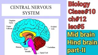 Thumbnail: Mid brain|Hind brain|Central nervous system|Biology#10thclass|lec.5