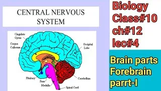 Thumbnail: Human nervous system|Brain and its parts|Central nervous system|Biology#10thclass|ch#12|lec#4