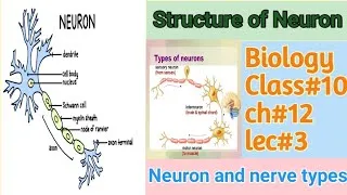 Thumbnail: Structure of Neuron|Three types of neuron|Types of nerves|Biology #10thclass|ch#12|