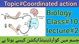 Thumbnail: Coordinated action|Biology#10thclass |Lecture.2|Components of coordination