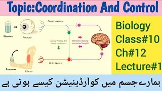 Thumbnail: Coordination and Control|Biolog#10thclass|Examples of Coordination|why Coordination is essential?