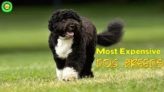 Thumbnail: The Most Expensive Dog Breeds In The World