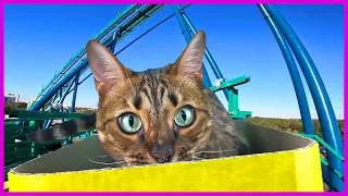 Thumbnail: My Cat’s Reaction to a Giant Cardboard Theme Park! 🎢🐈