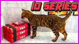 Thumbnail: 🐈 CAT ZLATA IN A CARDBOARD WORLD (ALL EPISODES)
