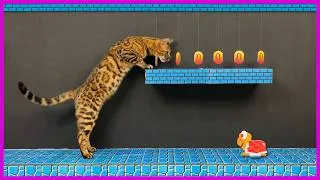 Thumbnail: SUPER MARIO — CAT PLAYTHROUGH 🐈. Level 1-2