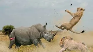 Thumbnail: Time Animals Messed with the Wrong Opponent | Wild & Funny Animal Compilation