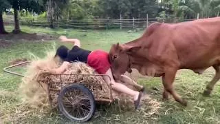 Thumbnail: 100 Incredible Animal Moments Caught on Camera | Wild & Funny Animal Compilation