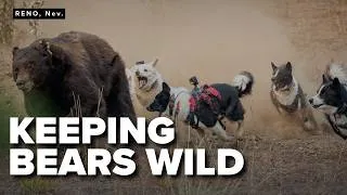 Thumbnail: Meet the dogs helping to keep bears away from neighborhoods