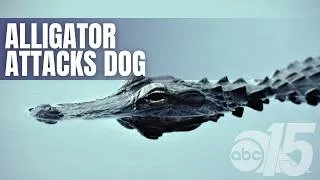 Thumbnail: What to know after an alligator attacked a dog in Myrtle Beach