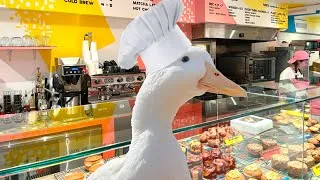 Thumbnail: I took my duck to a Bakery