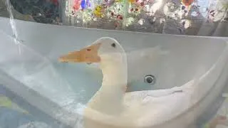 Thumbnail: I took my duck to Luna Parc 🎨