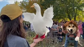 Thumbnail: I took my duck to a Dog Costume Contest