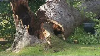 Thumbnail: Massive tree down knocks out power in neighborhood for hours | WSB-TV