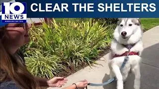 Thumbnail: Montgomery County Animal Care and Adoption Center waives fees during Clear the Shelters event