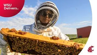 Thumbnail: WSU working to pull bees back from the brink (Audio Described)
