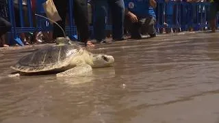 Thumbnail: Pancake, a sea turtle was found stranded on a Cape Cod beach, has been returned to the ocean