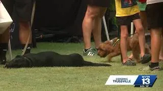 Thumbnail: Trussville celebrates end of summer with annual Dog Daze Festival