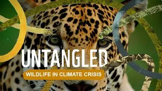 Thumbnail: Untangled: Wildlife in the Climate Crisis