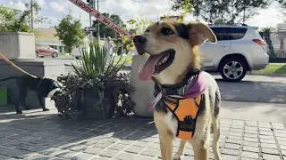Thumbnail: St. Roch Market to host dog adoption event