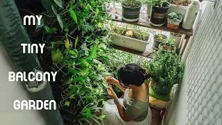 Thumbnail: Grow some Flowers and Herbs in my tiny Balcony Garden | Propagating & Recycling Tips
