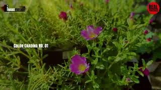 Thumbnail: MY flowers