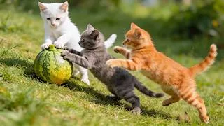 Thumbnail: Cute kittens chasing a rolling pumpkin on the grass - Cat sounds - Video about cats