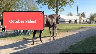 Thumbnail: October Sales and a Farewell Run at Keeneland 