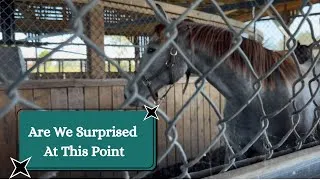 Thumbnail: More Sales Prep, Race Days, and Equine Chaos 