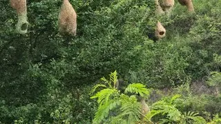 Thumbnail: Amazing Baya Weaver Birds Building Hanging Nests | Khao Yai National Park, Thailand 🇹🇭