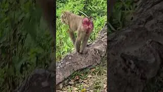 Thumbnail: Thailand Beach And Jungle with Deers, Monkey's, Lakes and Fauna