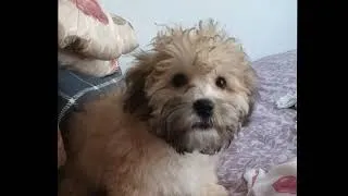 Thumbnail: Funny cute Puppy Hates whistling sounds