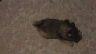 Thumbnail: FUNNY Crazy PUPPY running in circles