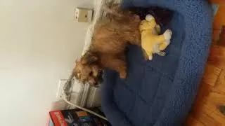 Thumbnail: Crazy PUPPY REACTION After Shower