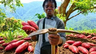Thumbnail: Left Jamaica's Most Dangerous City - Now Living Off the Land in the Hills of St Mary