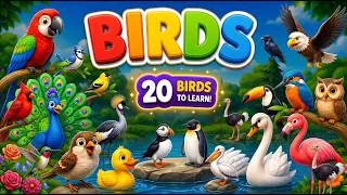 Thumbnail: 20+ Birds and Their Sounds for Kids 🐦🦚 | Learn Bird Names | Educational Video  #birdsounds #birds