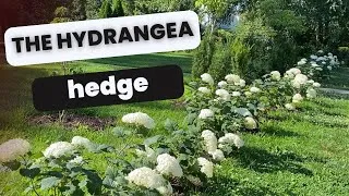 Thumbnail: 🌸 Planting Hydrangeas to Create a Flowering Hedge🌸