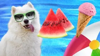Thumbnail: Watch How This Fluffy Pup BEATS The Heat
