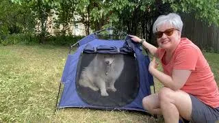 Thumbnail: The Ultimate Pet Play Tent Has How Much Space?!!!