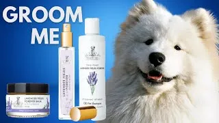 Thumbnail: Discover the Secret to a Fluffy, Beautiful Samoyed Coat Using Petals and Tails