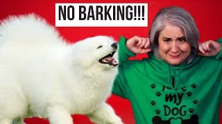 Thumbnail: Stop Barking For Attention