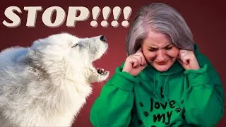 Thumbnail: Don't Let Your Dog's Barking At Other Dogs Ruin Your Walks: Try These Tips