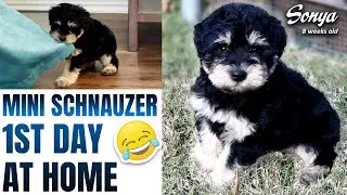 Thumbnail: Mini Schnauzer Sonya FIRST DAY AT HOME | Mini Schnauzer puppy | Funny Mini Schnauzer