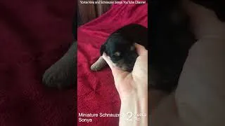 Thumbnail: Cute 2 Weeks Old Mini Schnauzer puppy 🐶