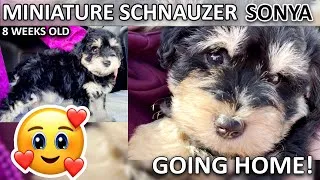 Thumbnail: Taking Home Our Mini Schnauzer Puppy | 8 weeks old Miniature Schnauzer | Cuteness Overload!